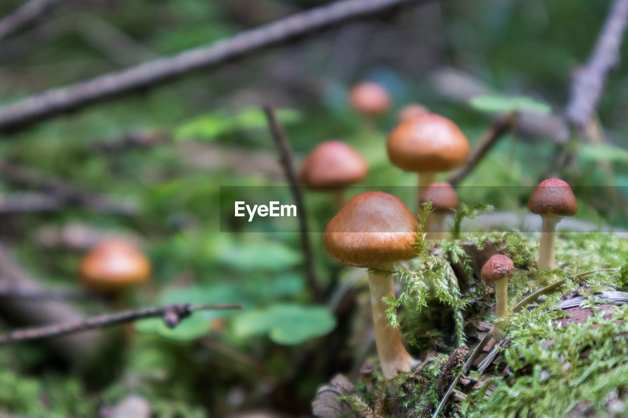 CLOSE-UP OF MUSHROOM GROWING OUTDOORS