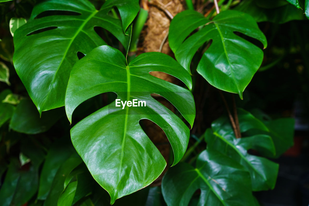 Monstera thai constellation variegated beautiful foliage tropical plants.