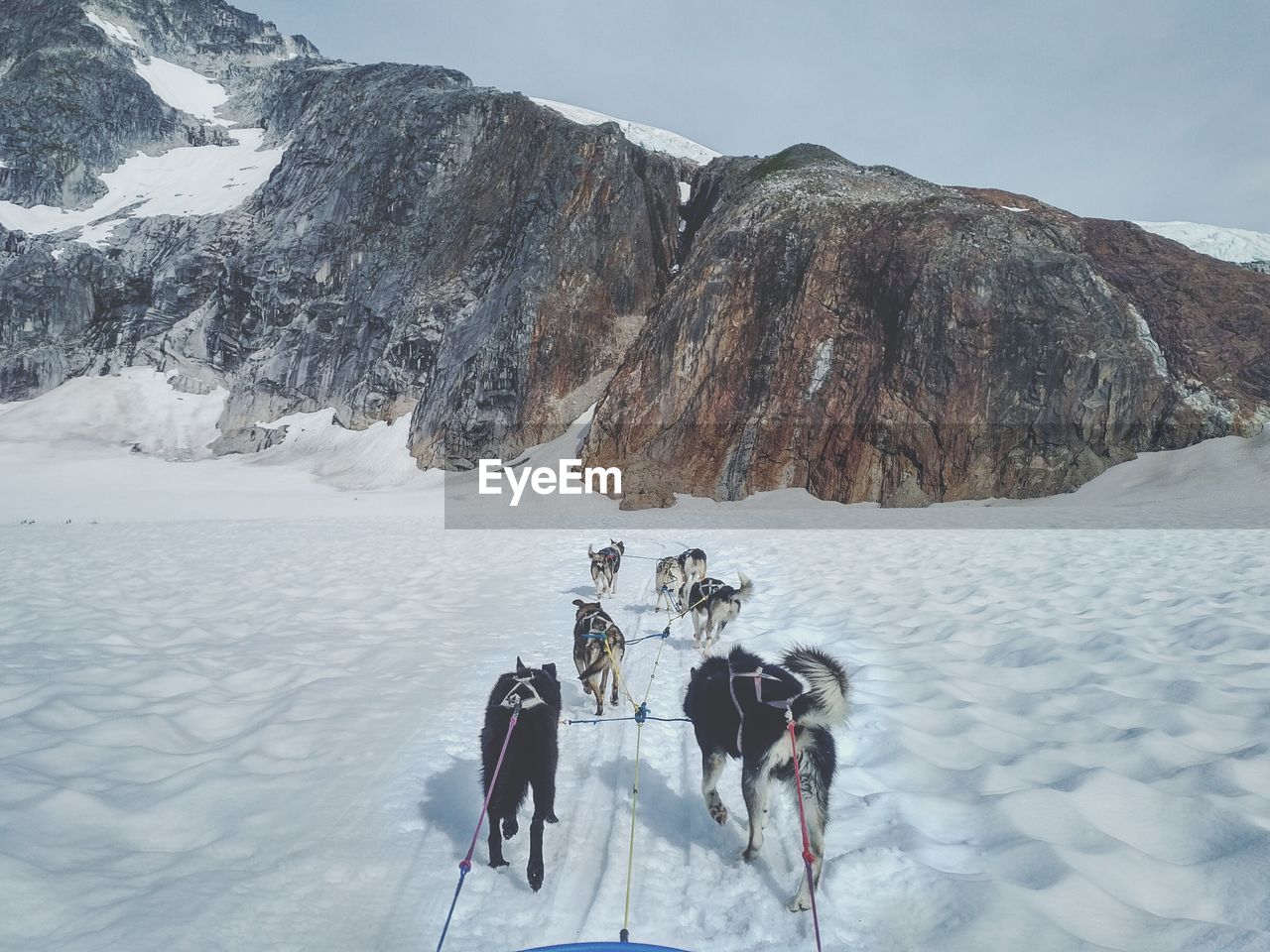 Sled dogs in motion
