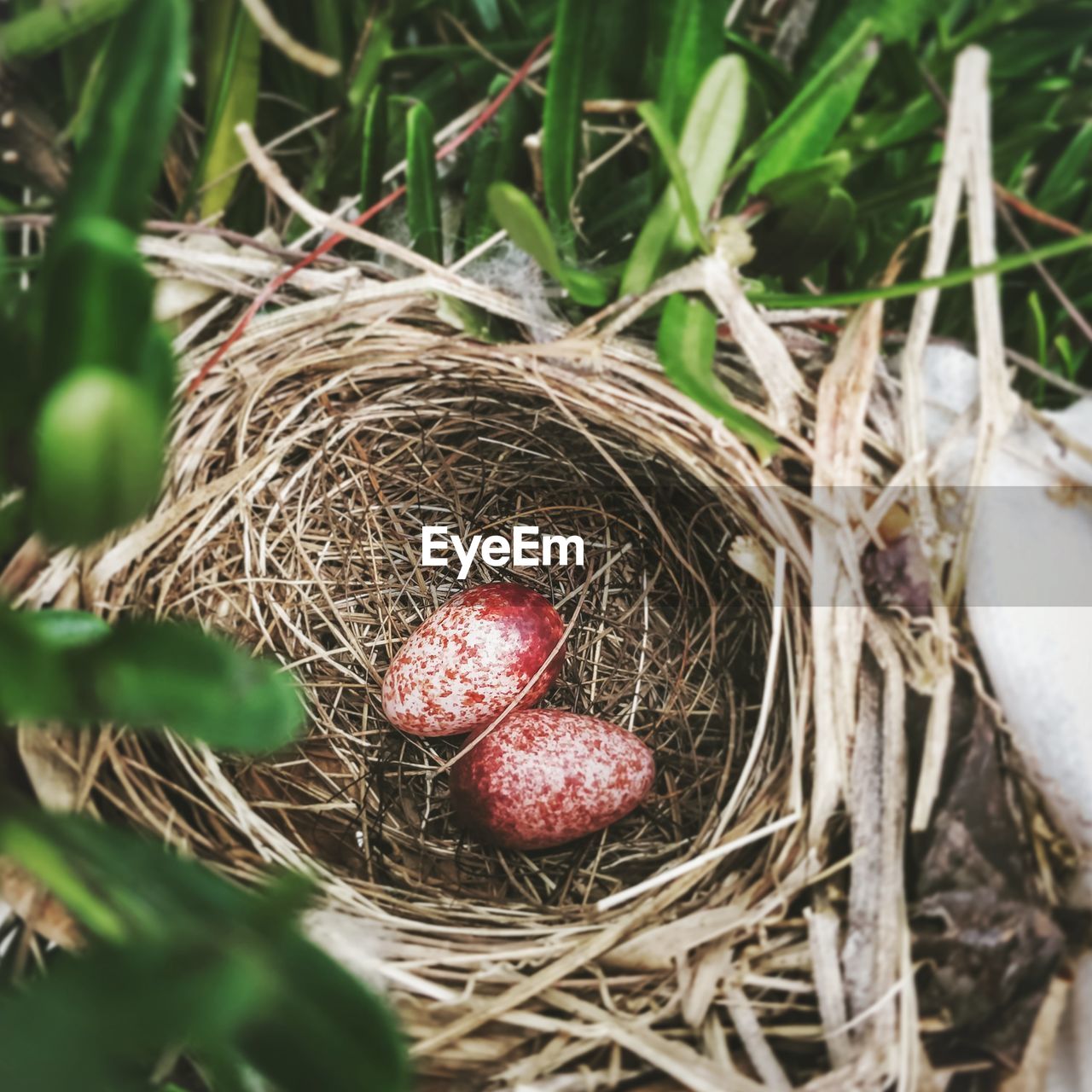 Two eggs in a nest. symbol of life 