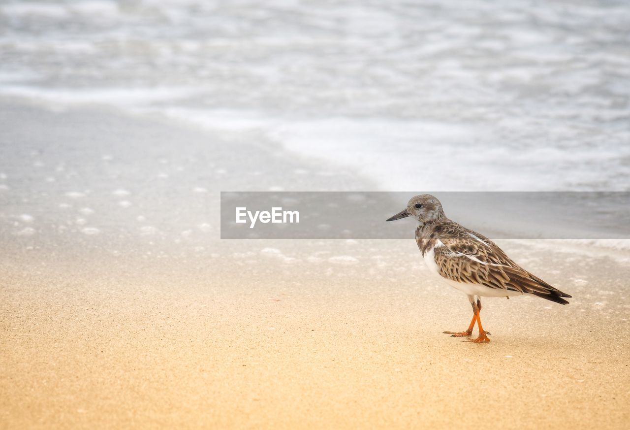 SIDE VIEW OF SEAGULL ON SAND