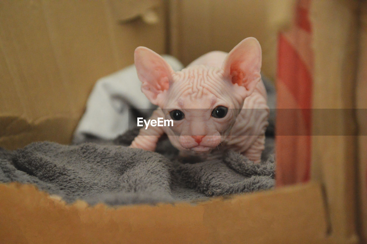 Portrait of little sphynx kitten in the box