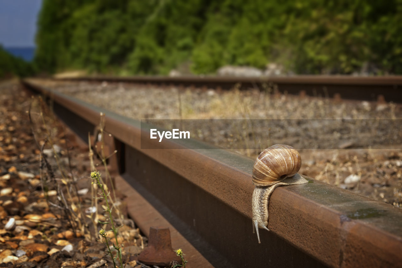 Close-up of snail on railroad track