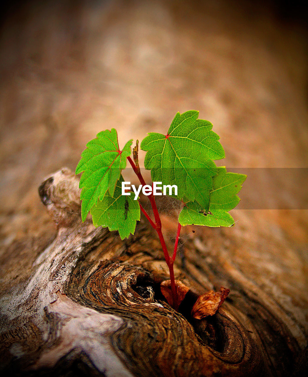 Close-up of fresh green leaf on wood