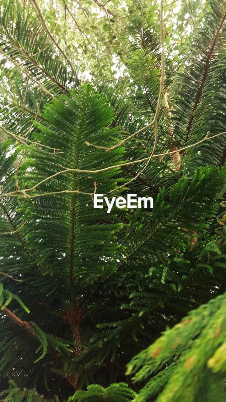 VIEW OF LUSH FOLIAGE