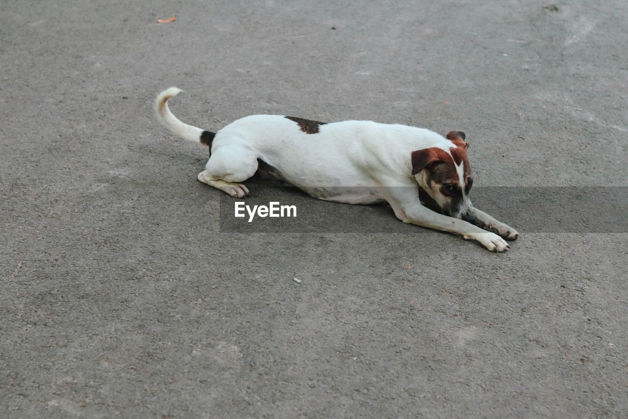 HIGH ANGLE VIEW OF DOG LYING ON THE ROAD