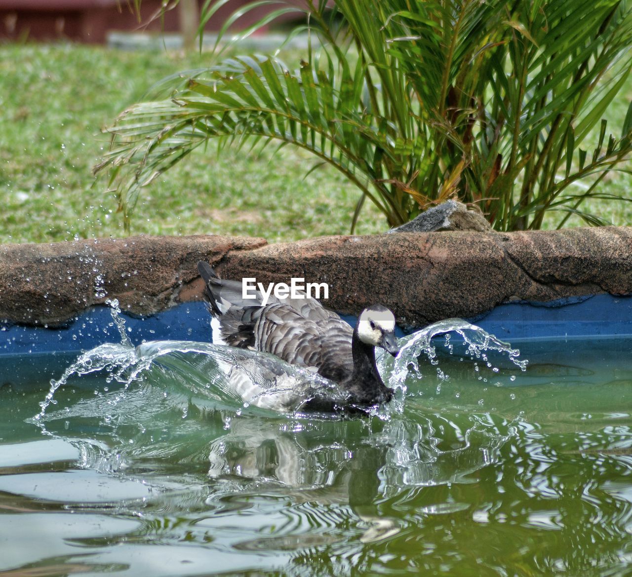 Duck swimming in lake