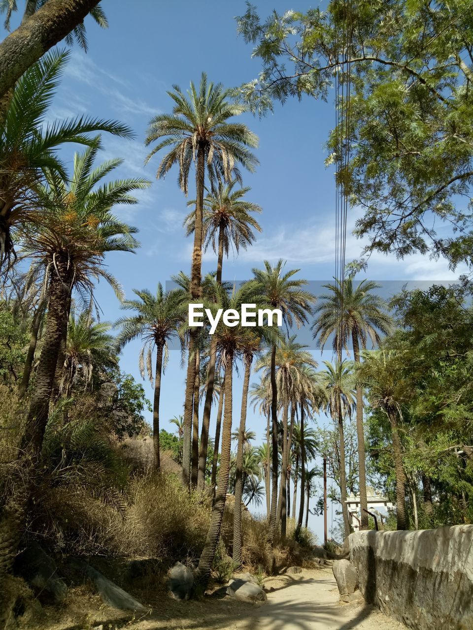 Palm trees in forest against sky