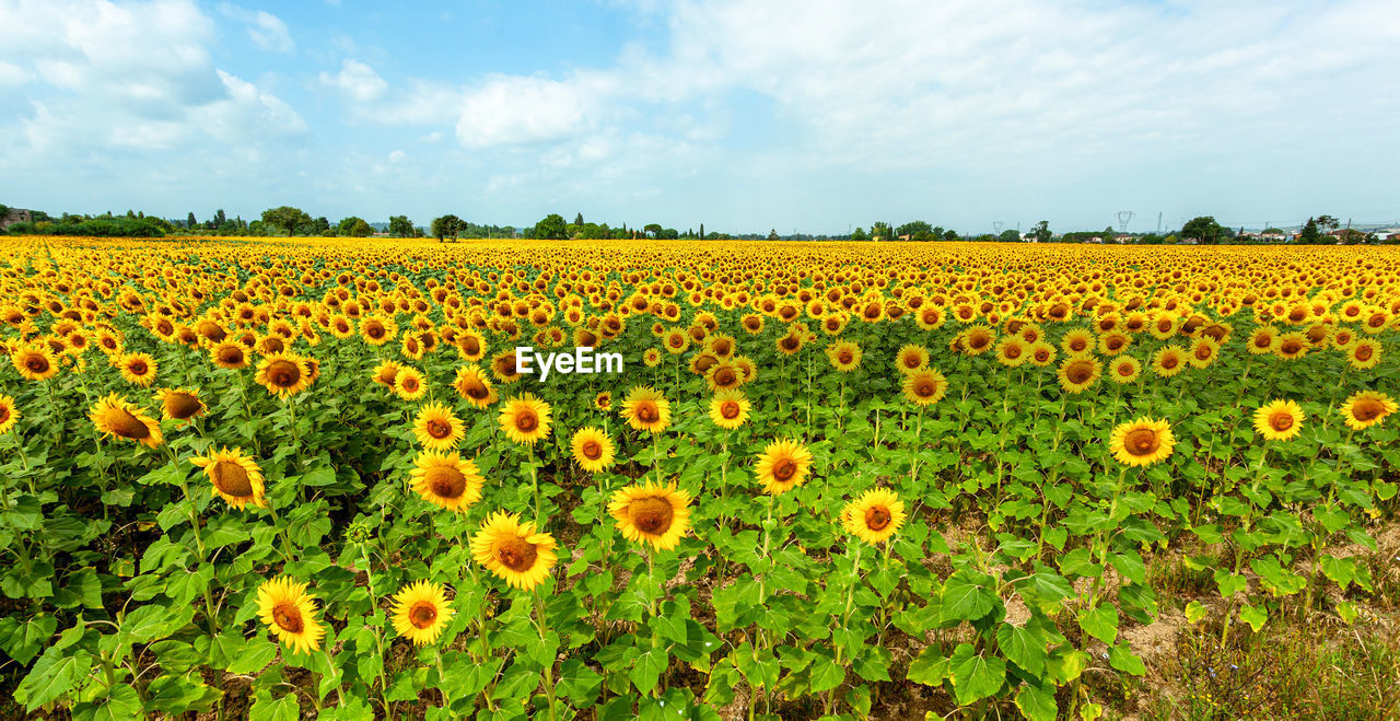 plant, landscape, sky, field, flower, rural scene, land, agriculture, flowering plant, environment, beauty in nature, cloud, freshness, nature, growth, yellow, crop, sunflower, scenics - nature, abundance, horizon over land, farm, horizon, no people, tranquility, flower head, food, idyllic, summer, multi colored, non-urban scene, tranquil scene, grass, food and drink, vibrant color, urban skyline, plain, blue, fragility, day, vegetable, meadow, outdoors, plant part, green, sunlight, springtime, leaf, in a row, tree, inflorescence, flowerbed, landscaped, environmental conservation, cereal plant, travel, petal, blossom, sunny, sun, wildflower, travel destinations, backgrounds, botany, red, cultivated, social issues, large group of objects, prairie, corn