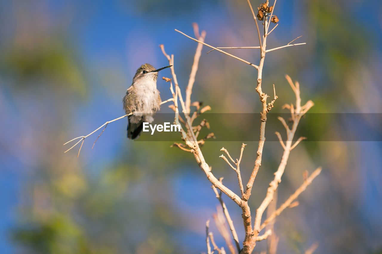 CLOSE-UP OF BIRDS PERCHING ON TREE