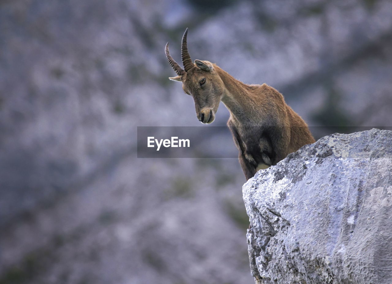 Female wild alpine, capra ibex, or steinbock portrait