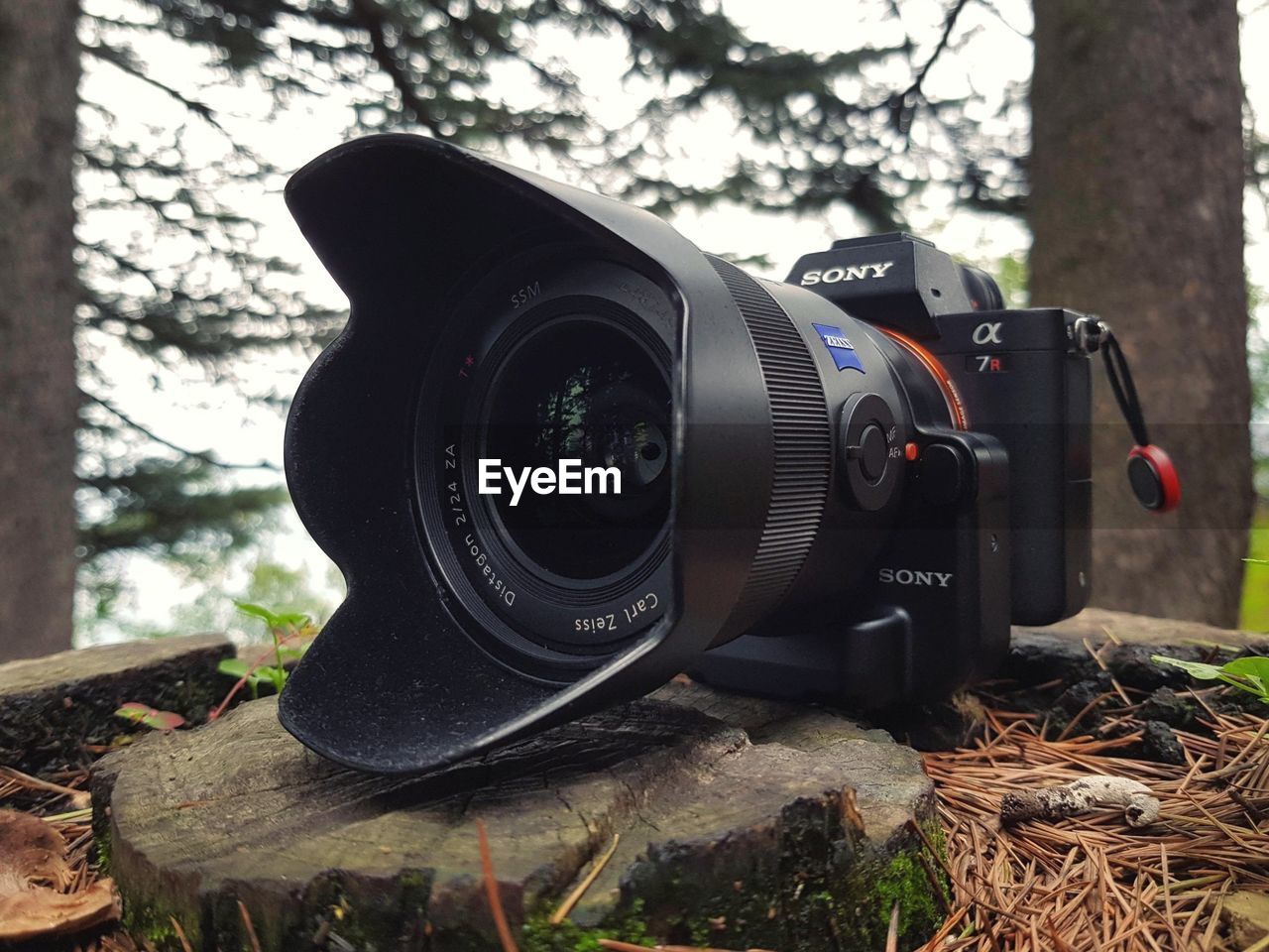 CLOSE-UP OF CAMERA ON TREE BY PLANTS