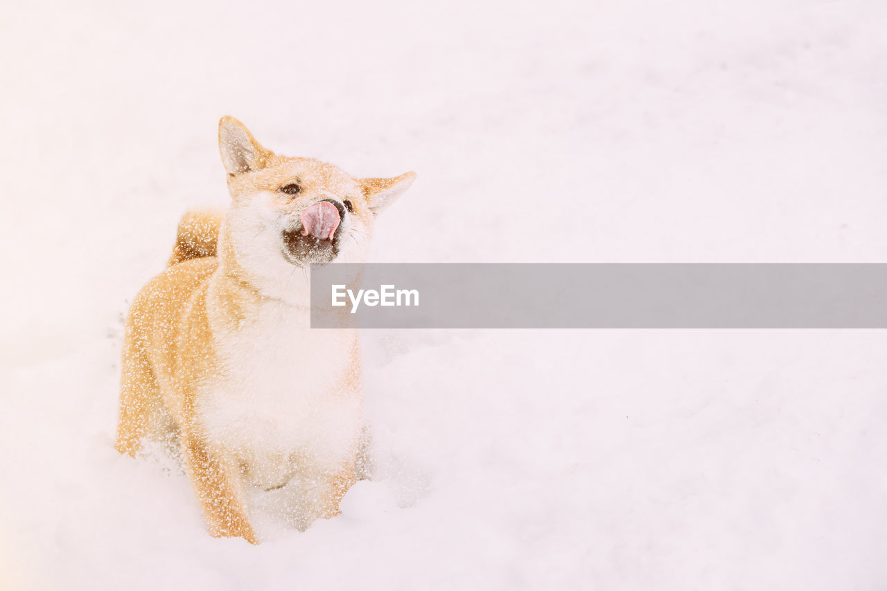 close-up of dog on snow covered field