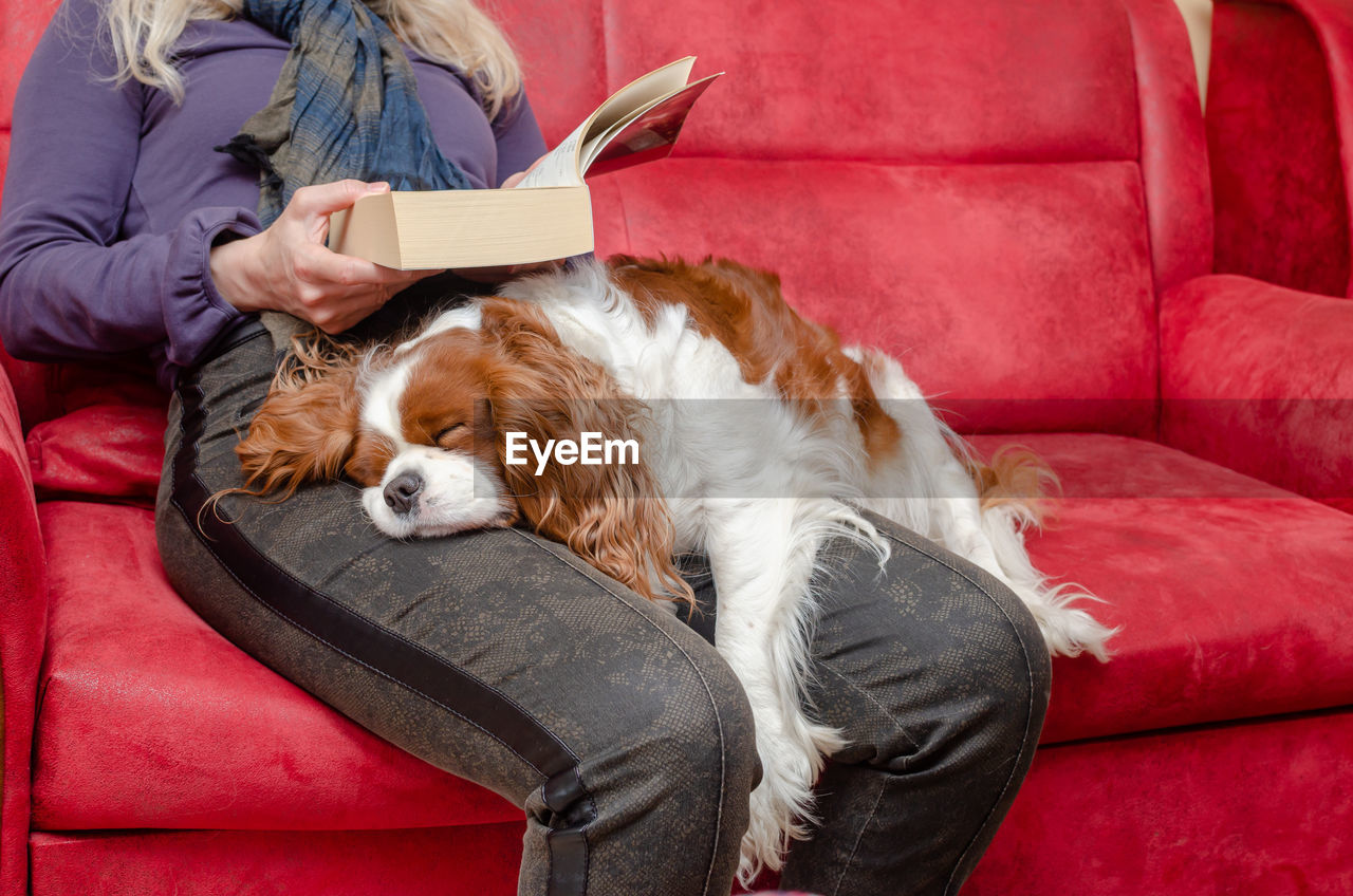 Charming dog, cavalier king charles spaniel, sleeping on woman's lap while she's reading