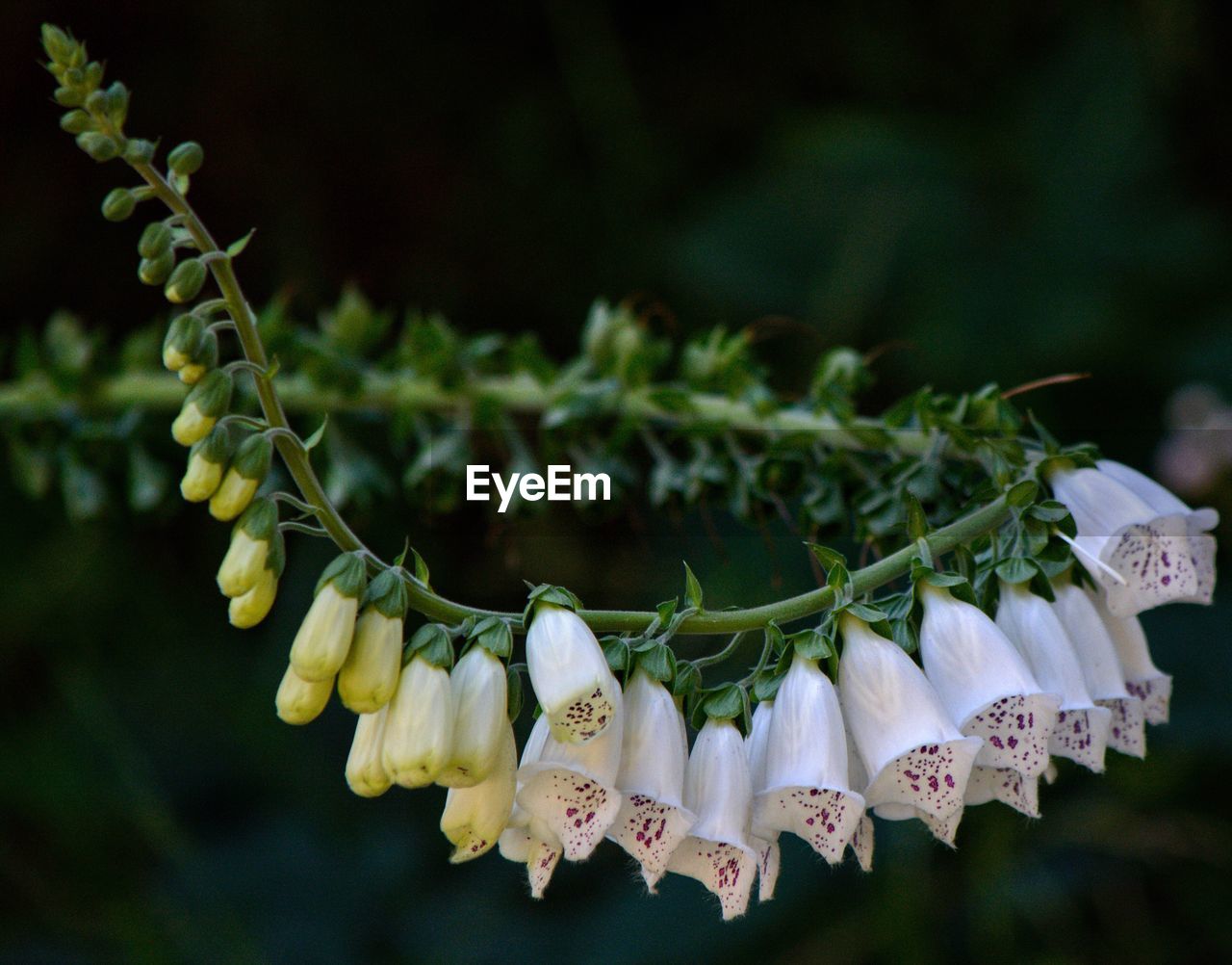 CLOSE-UP OF FLOWERS HANGING ON PLANT