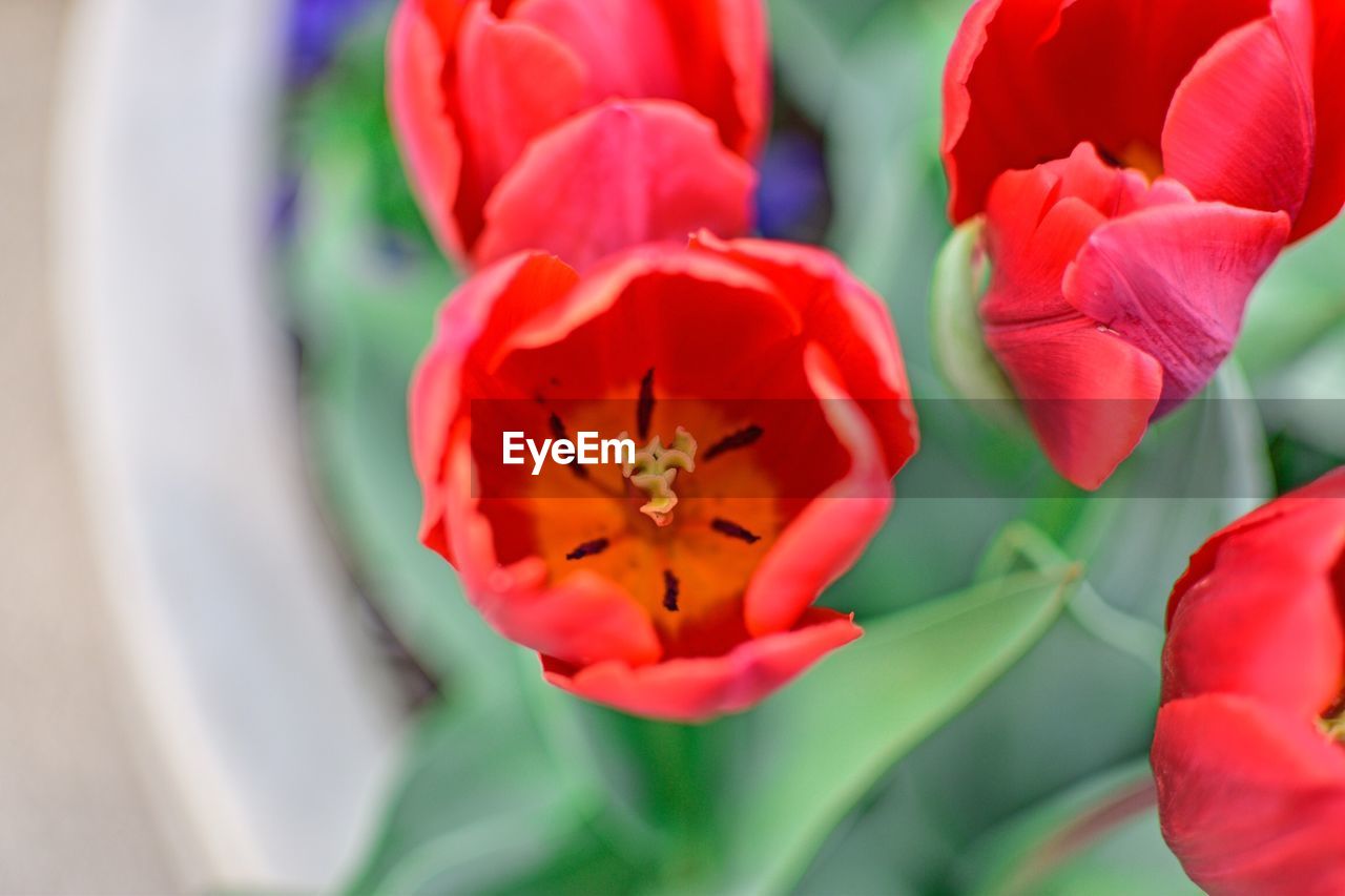 CLOSE-UP OF RED TULIPS IN BLOOM