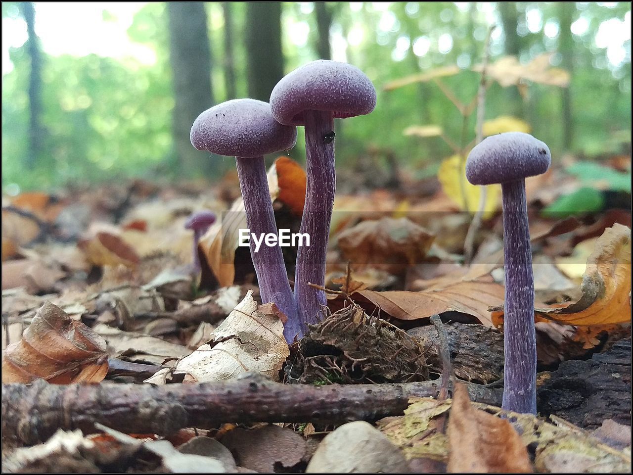 CLOSE-UP OF MUSHROOMS GROWING ON WOOD