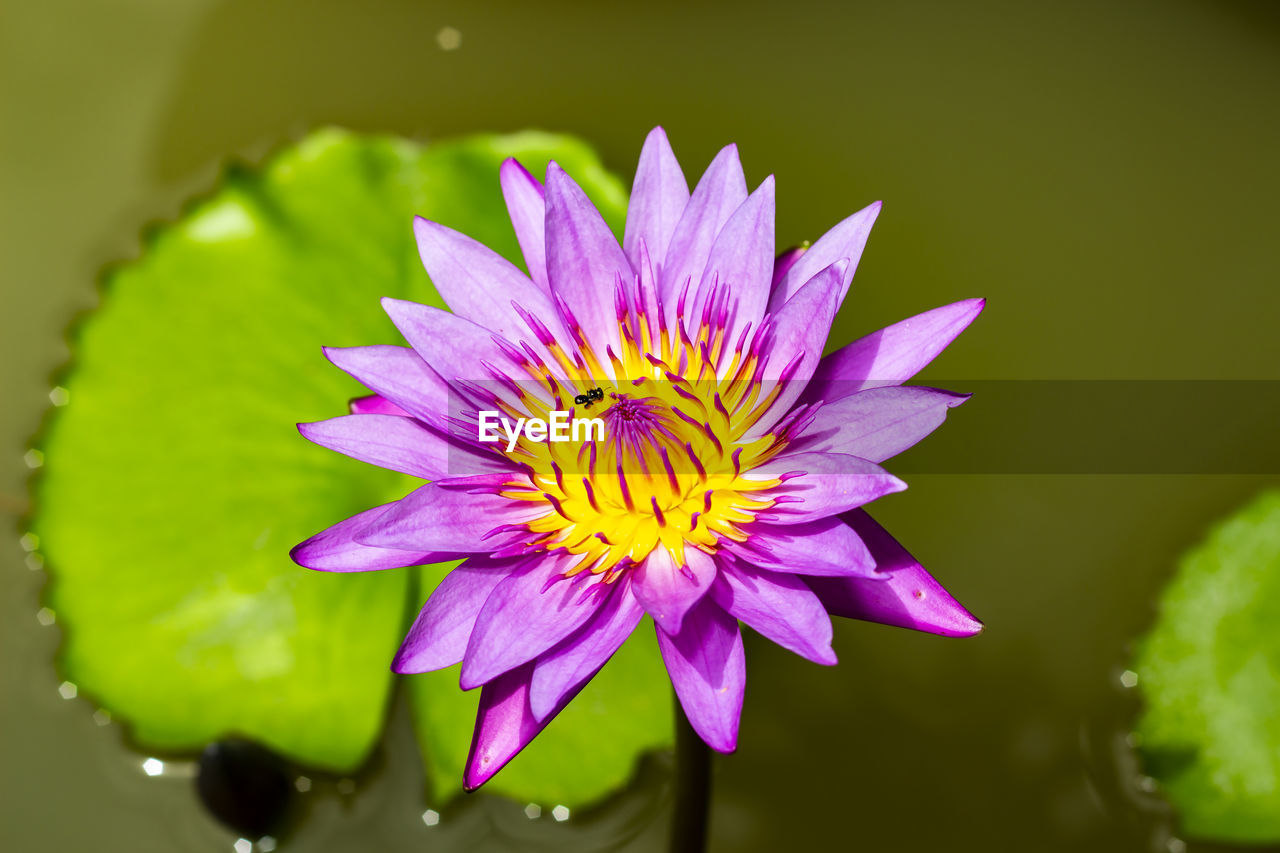 Close-up of purple water lily