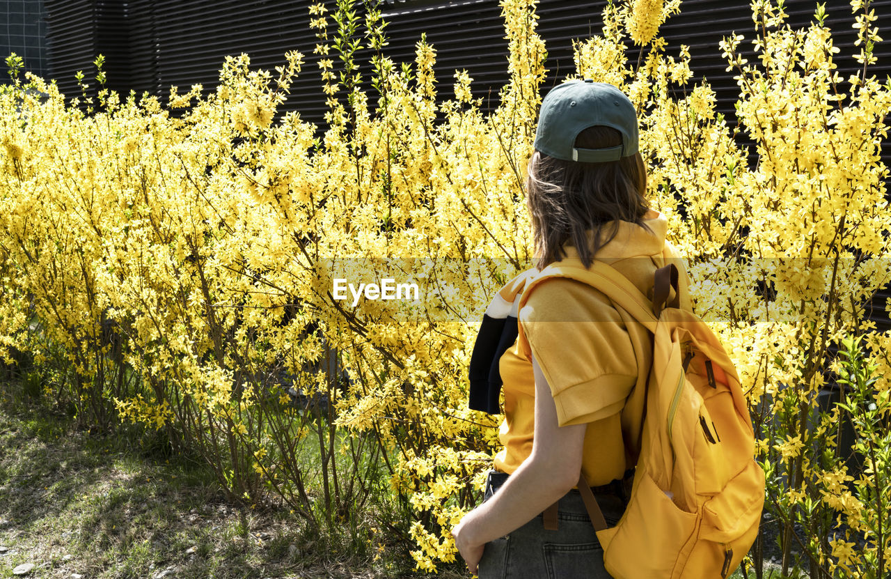 Young woman tourist in cap with yellow backpack among flowering forsythia bushes in spring 