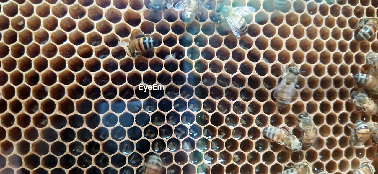 pattern, honeycomb, bee, hexagon, full frame, backgrounds, no people, close-up, beehive, honey bee, insect, geometric shape, apiculture, shape, animal, metal, indoors, repetition, pollen