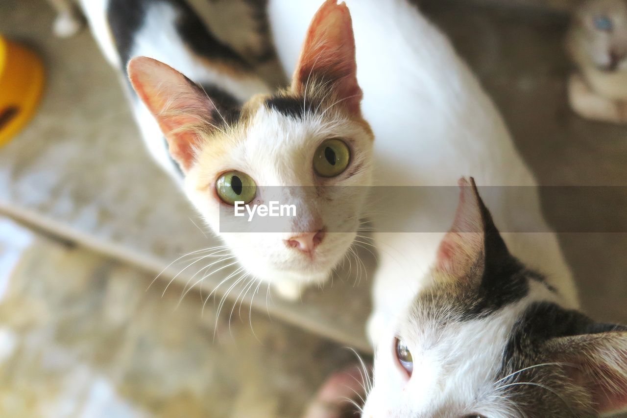 Close-up portrait of a cat