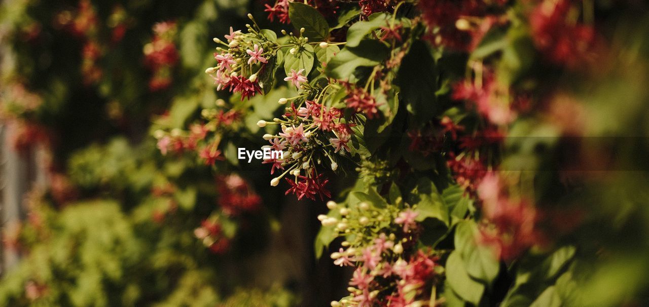 CLOSE-UP OF RED FLOWERING PLANTS