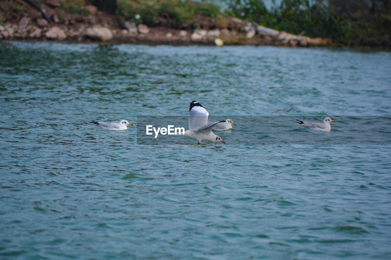 SEAGULLS ON A LAKE