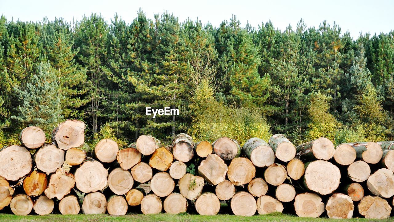 Stack of logs in forest