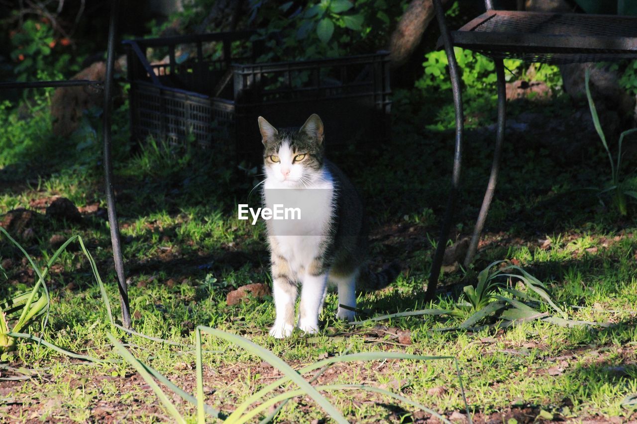 Portrait of cat on field in backyard