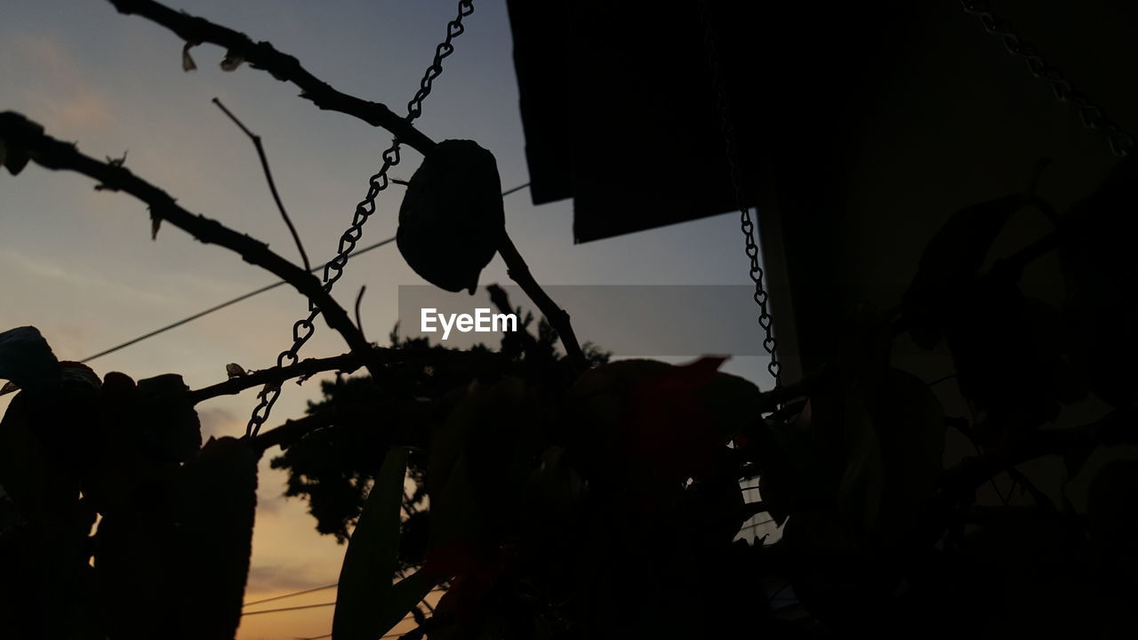 CLOSE-UP OF SILHOUETTE FLOWERS AGAINST SKY