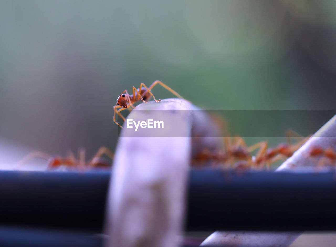 Close-up of ants