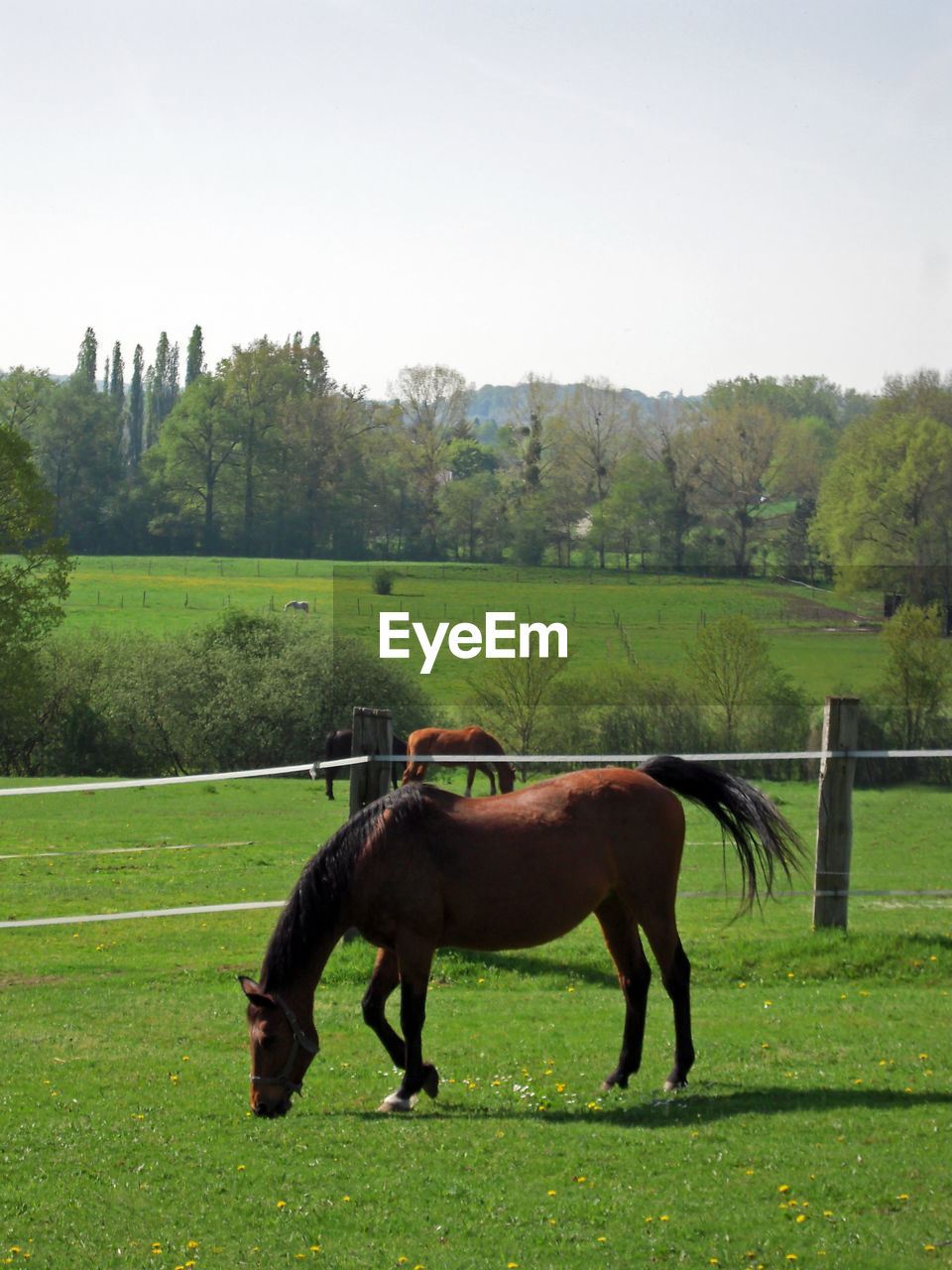 Horse in a field