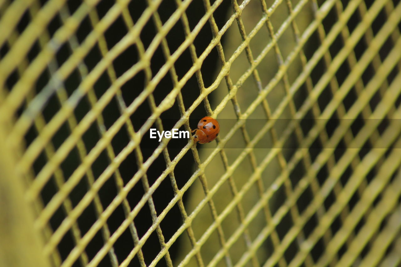 Close-up of ladybug on metal fence