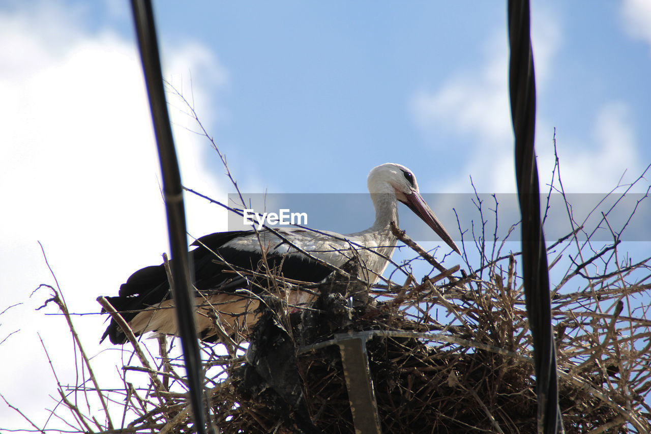 Low angle view of stork on nest against sky