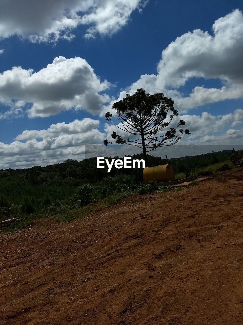 HORSE ON FIELD BY TREE AGAINST SKY