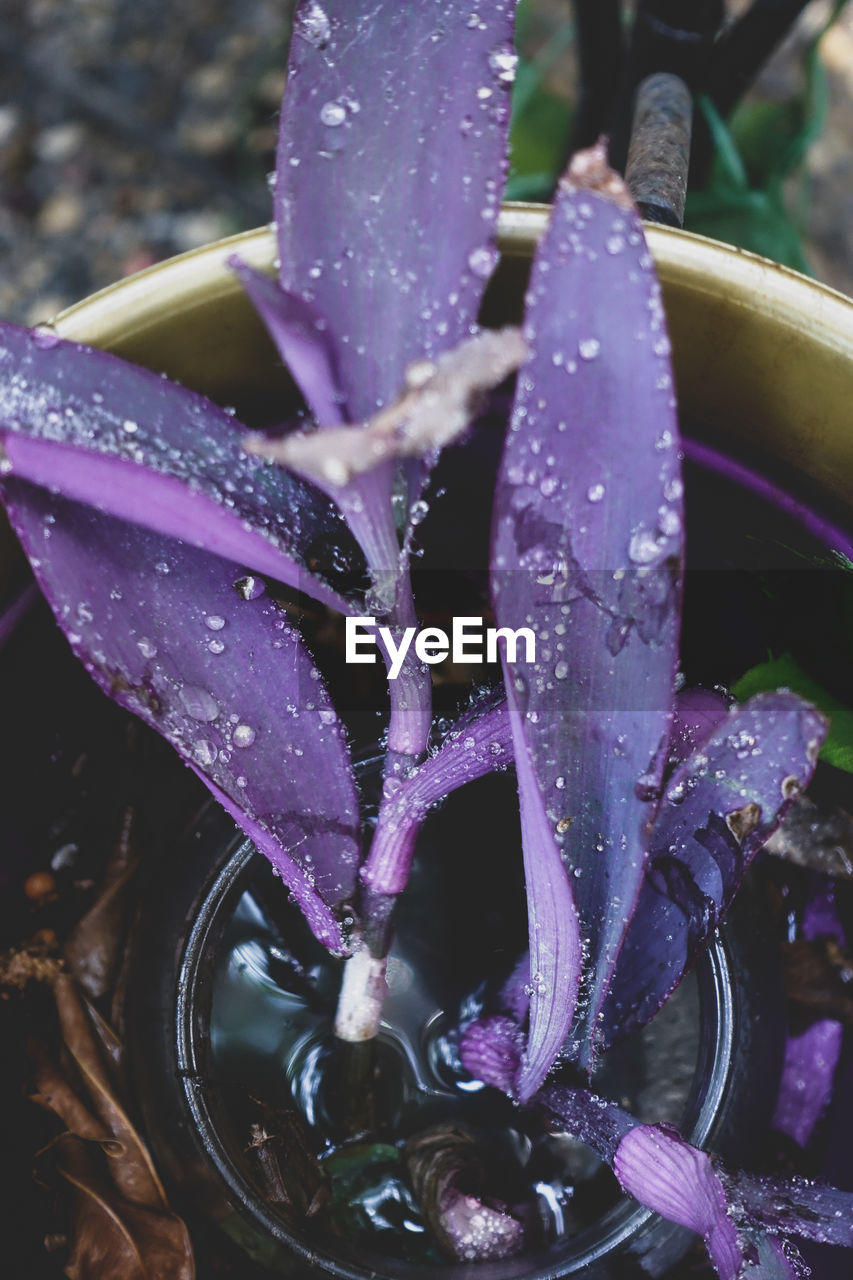 CLOSE-UP OF RAINDROPS ON PURPLE FLOWERS