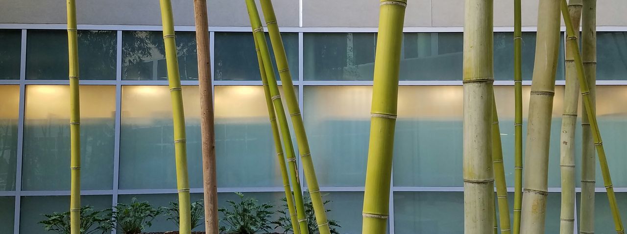 CLOSE-UP OF BAMBOO ON PLANT
