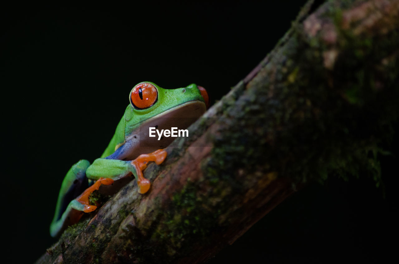 Costa rican frog