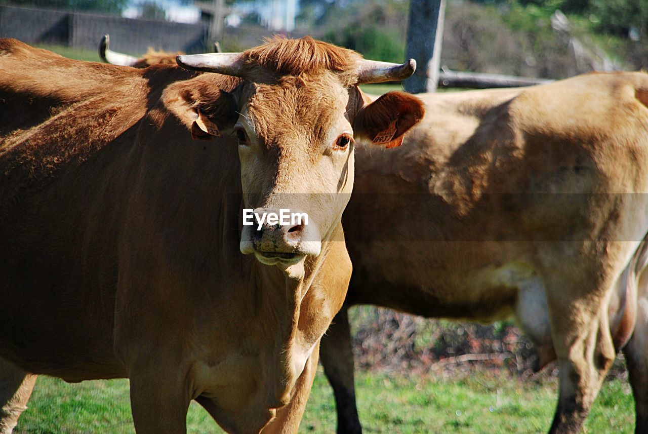 Cows standing in a field