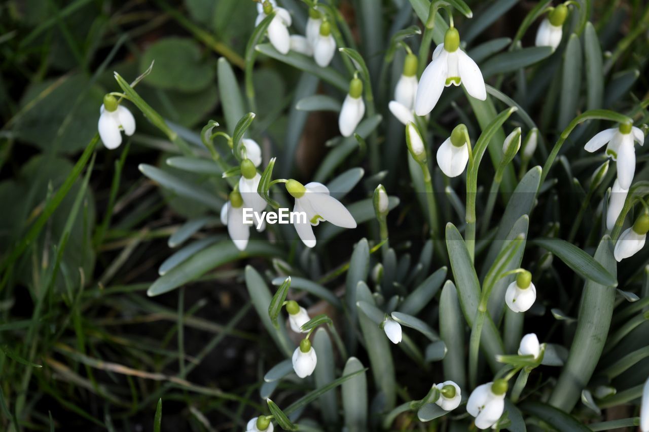 CLOSE-UP OF WHITE FLOWERS