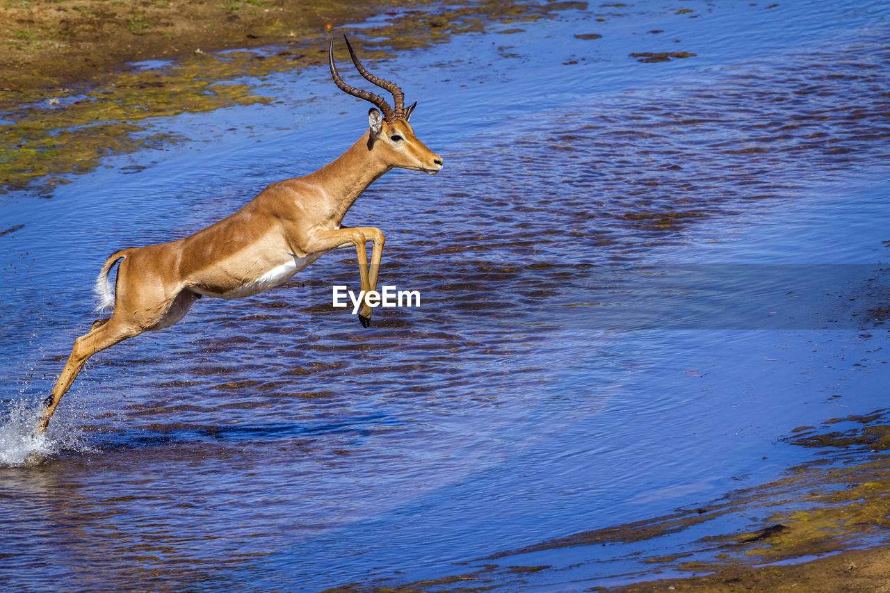 DEER IN A LAKE