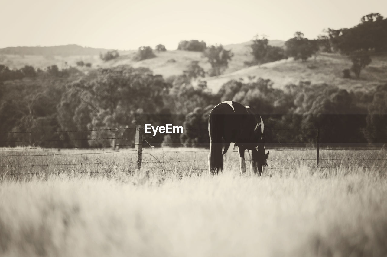 Horse grazing on field