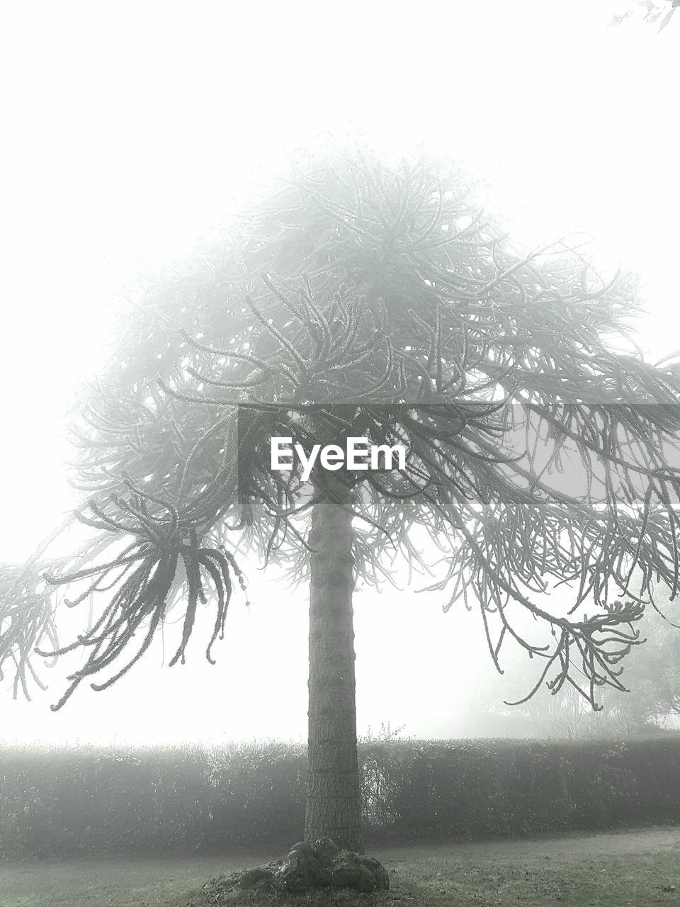 TREE IN FOG