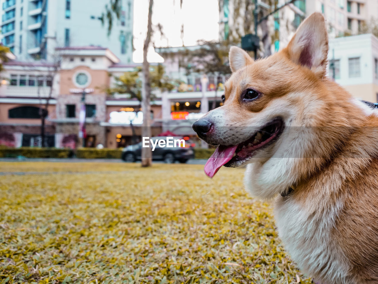 Close-up of dog looking away