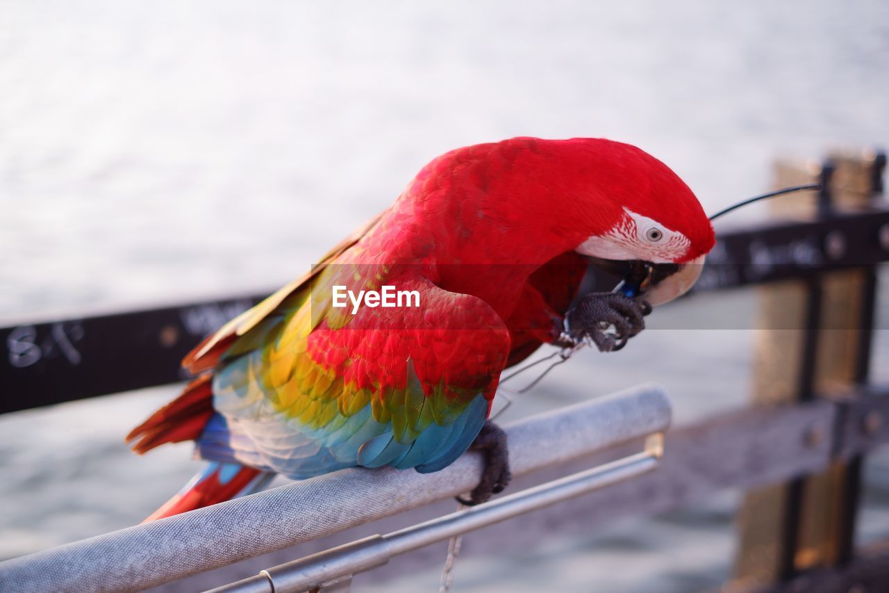 Close-up of scarlet macaw bird perching on railing