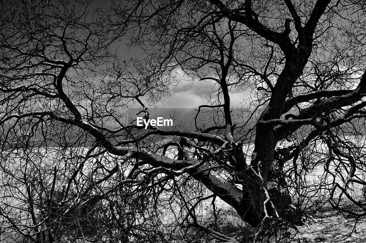 LOW ANGLE VIEW OF SILHOUETTE BARE TREE AGAINST SKY