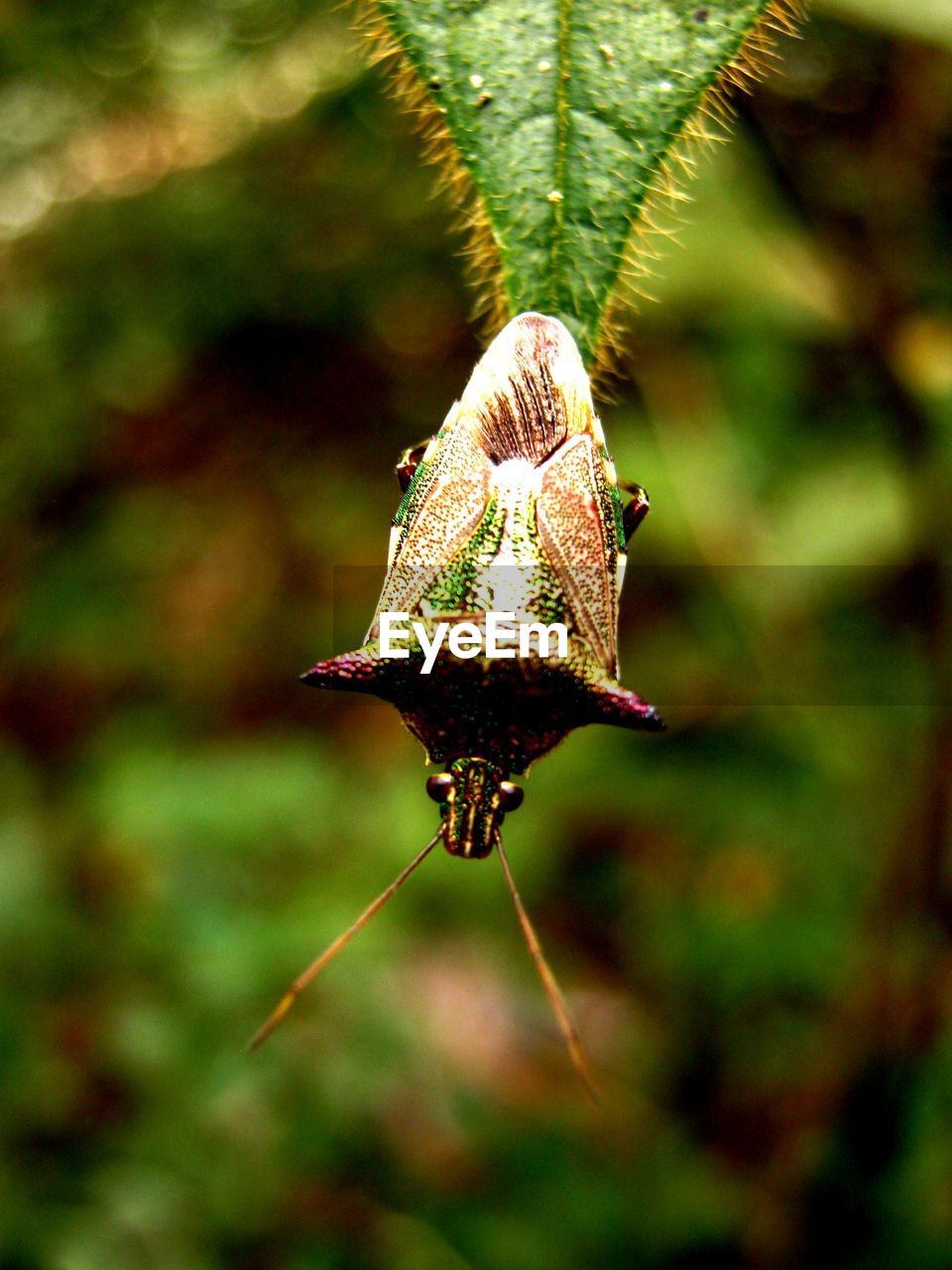 CLOSE-UP OF GRASSHOPPER ON LEAF