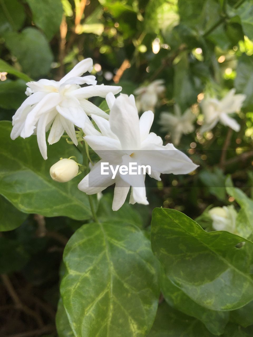 CLOSE-UP OF WHITE FLOWER BLOOMING