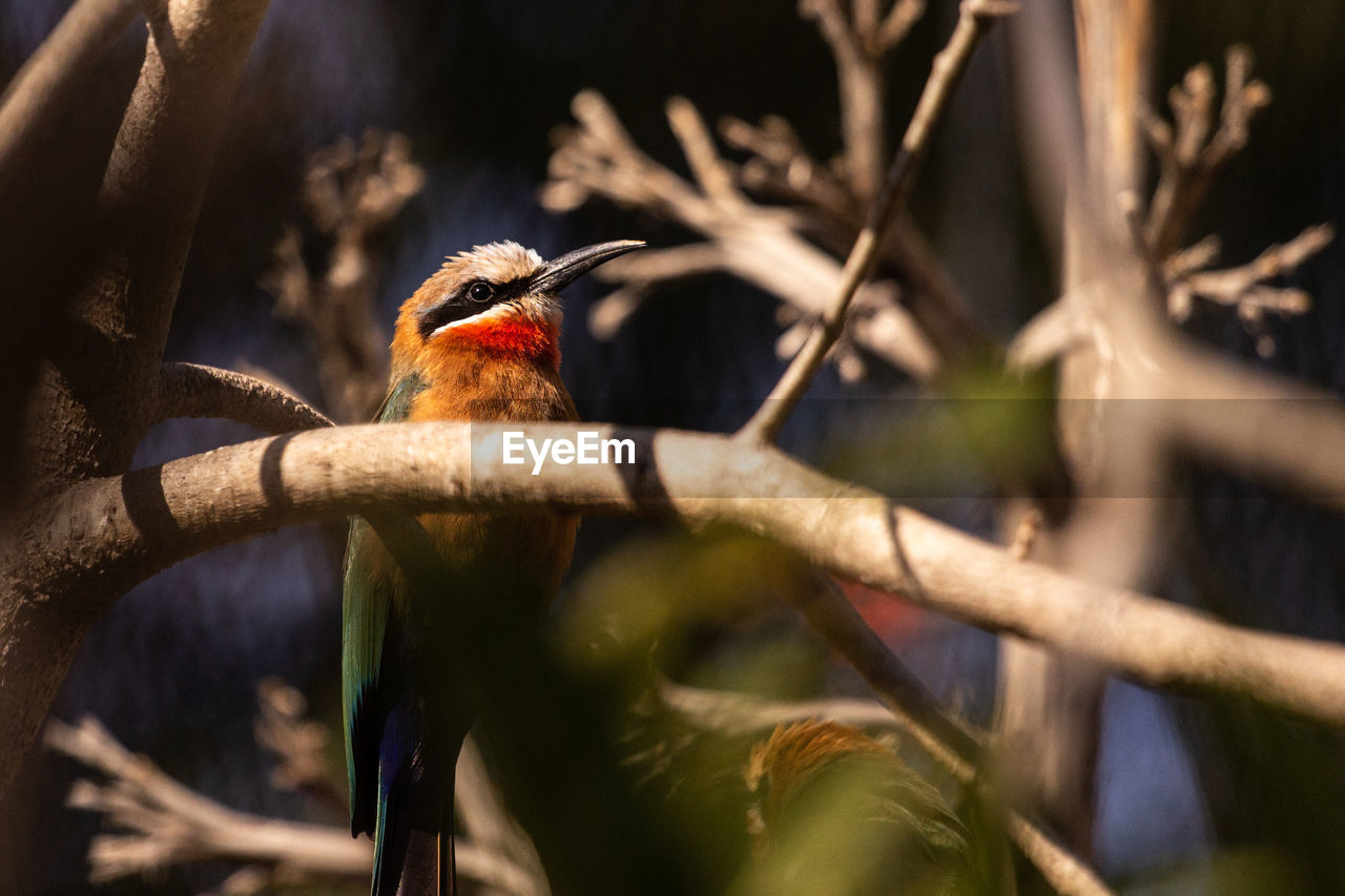 Bird through branches