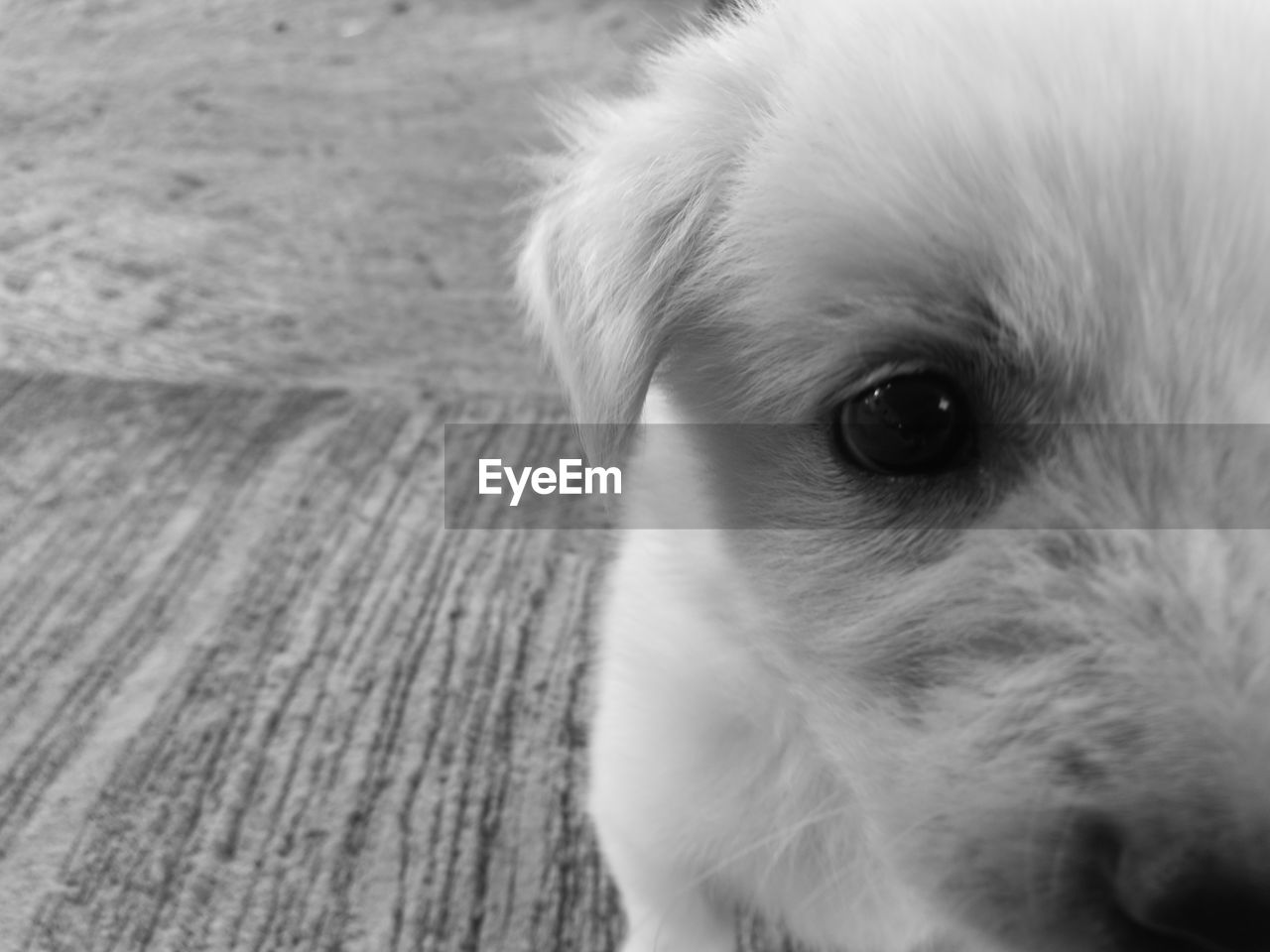 Close-up portrait of dog